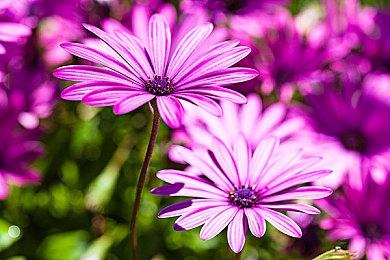 《宝可梦：大集结》新宝可梦“多龙巴鲁托” 12月29日上线